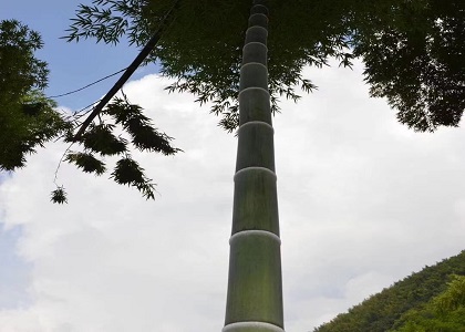 竹子是“树”还是“草”：